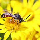 Gemeine Furchenbiene,Lasioglossum calceatum-m