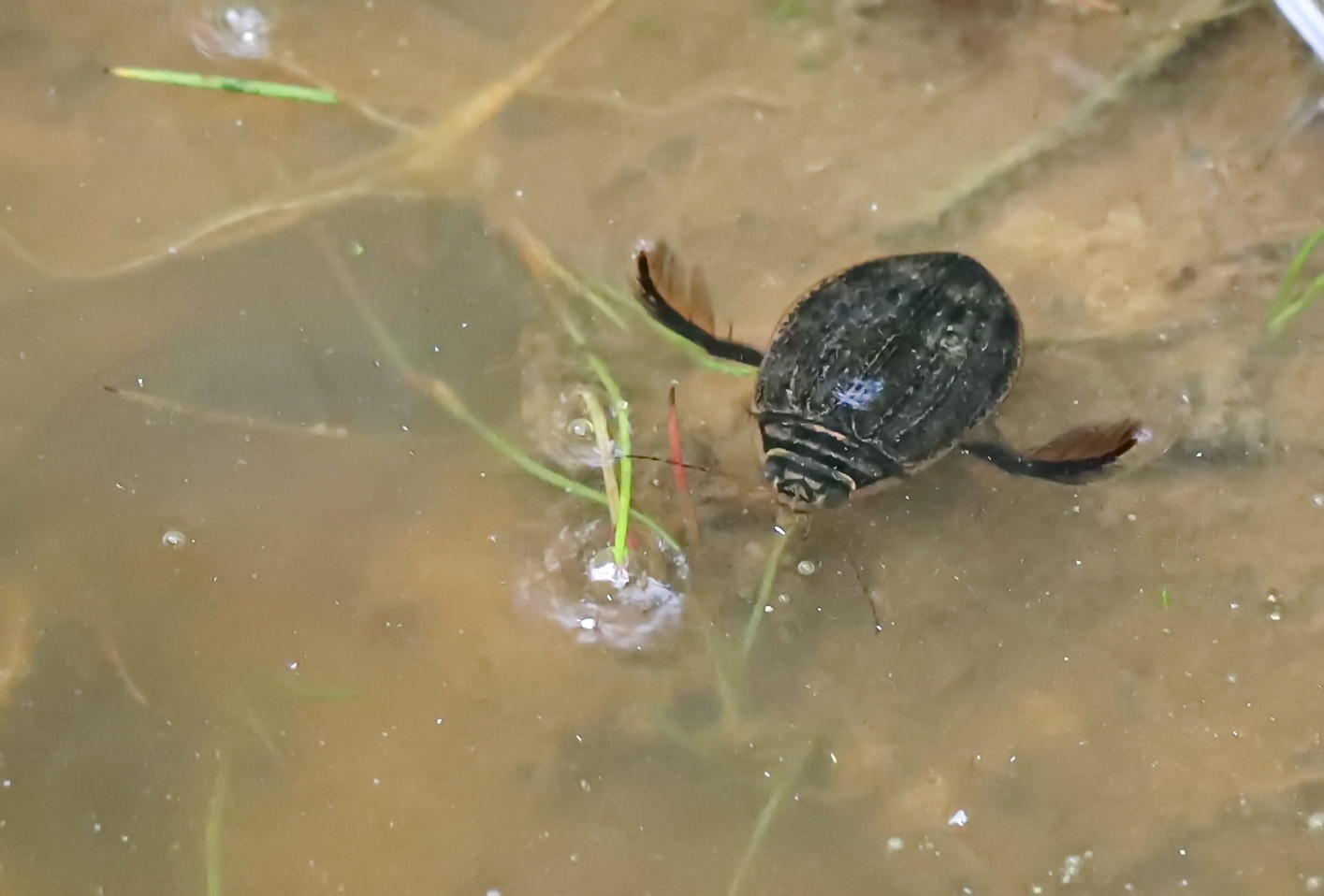 Gemeine Furchenschwimmer,Acilius sulcatus Foto & Bild natur, insekten