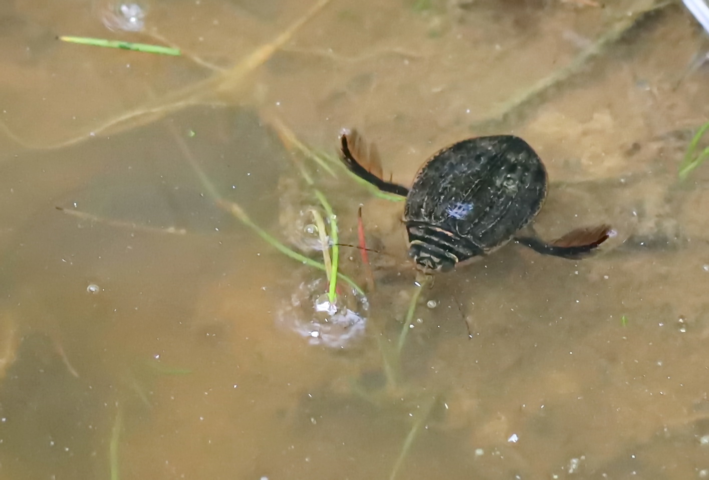 Gemeine Furchenschwimmer,Acilius sulcatus