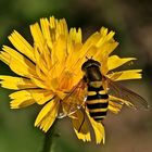 Gemeine Garten-Schwebfliege 1