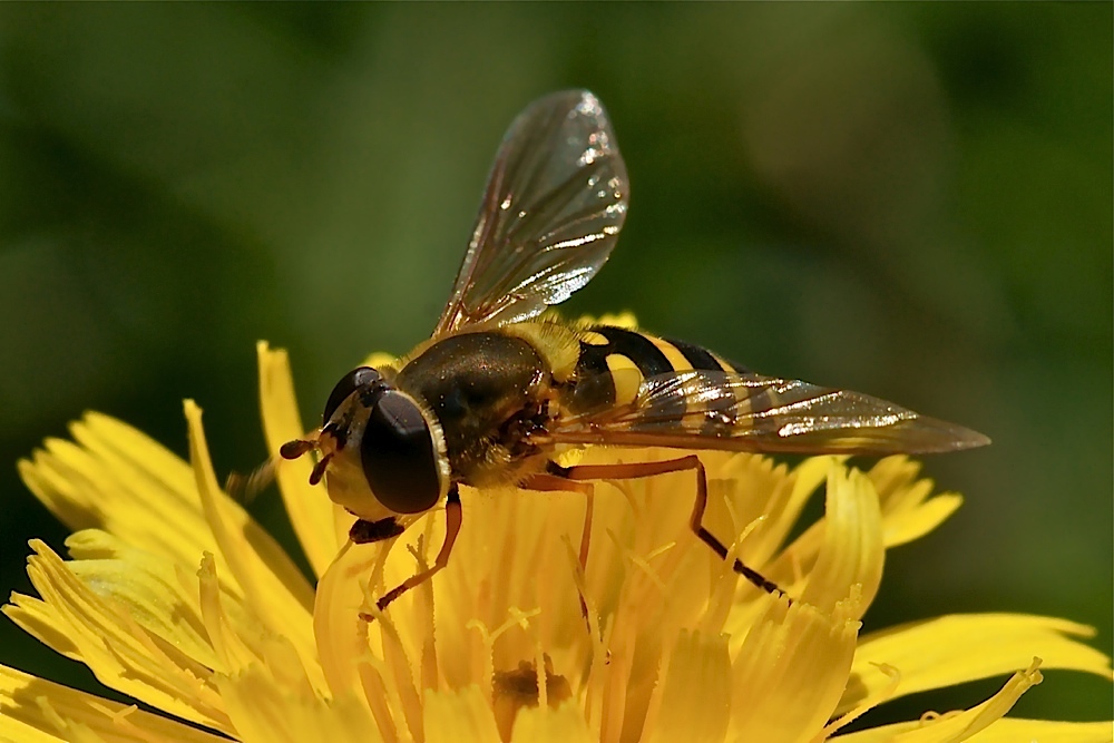 Gemeine Garten-Schwebfliege 2