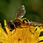 Gemeine Garten-Schwebfliege 2