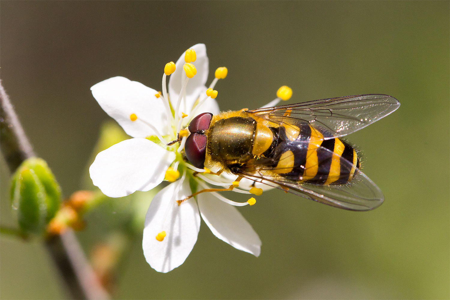 Gemeine Garten-Schwebfliege