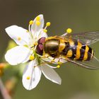 Gemeine Garten-Schwebfliege