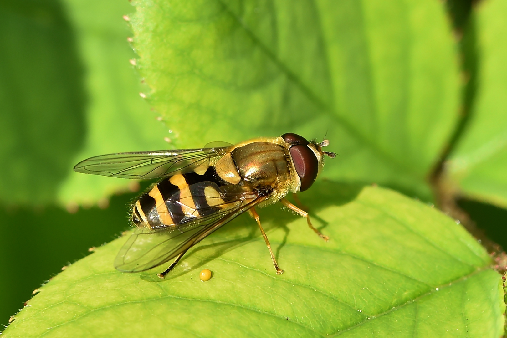 Gemeine Garten-Schwebfliege (Syrphus ribesii)