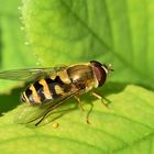 Gemeine Garten-Schwebfliege (Syrphus ribesii)