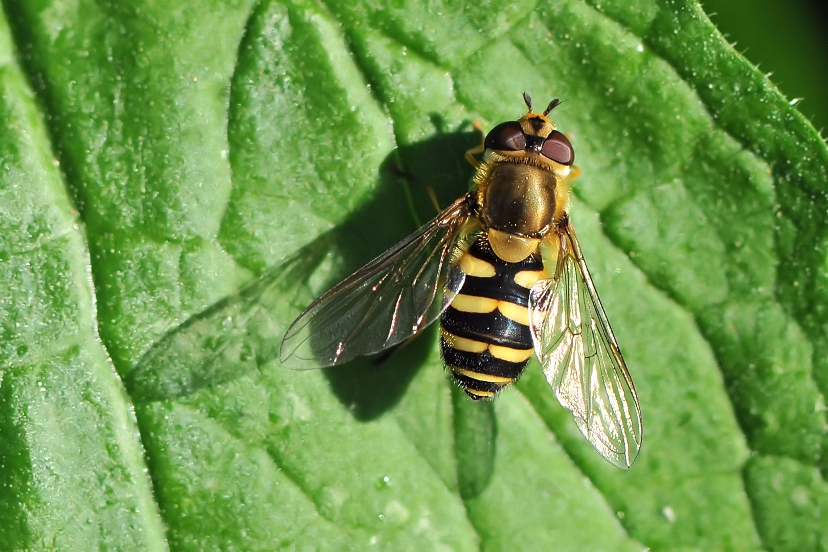 Gemeine Garten-Schwebfliege (Syrphus ribesii)