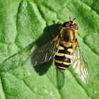 Gemeine Garten-Schwebfliege (Syrphus ribesii)