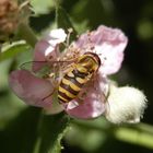 Gemeine Garten-Schwebfliege (Syrphus ribesii) auf Brombeerblüte