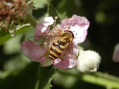 Gemeine Garten-Schwebfliege (Syrphus ribesii) auf Brombeerblüte