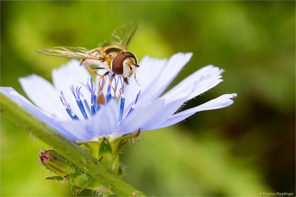 Gemeine Garten-Schwebfliege (Syrphus ribesii) ???