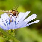 Gemeine Garten-Schwebfliege (Syrphus ribesii) ???