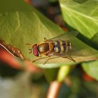 Gemeine Garten-Schwebfliege (Syrphus ribesii) - Männchen