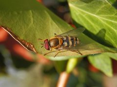 Gemeine Garten-Schwebfliege (Syrphus ribesii) - Männchen