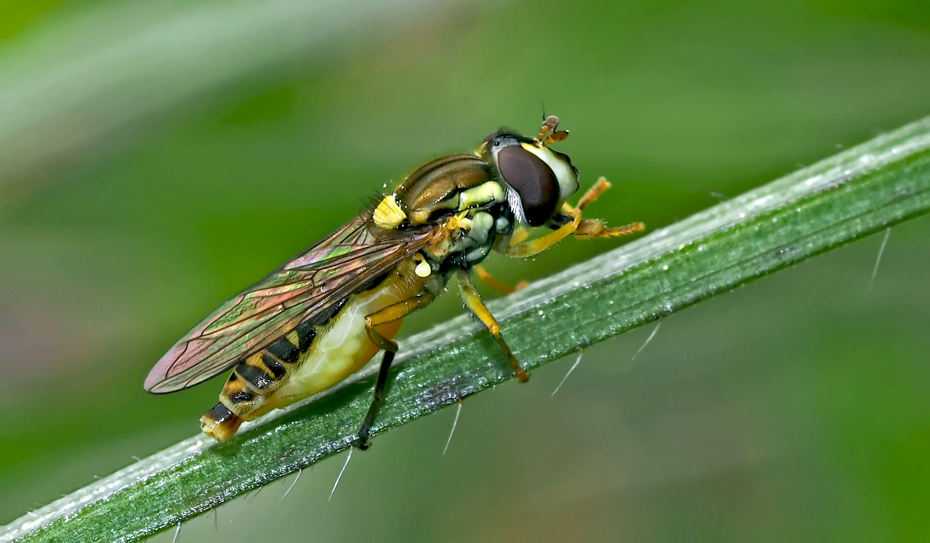 Gemeine Garten-Schwebfliege (Syrphus ribesii) - Syrphe du groseillier. 