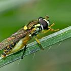 Gemeine Garten-Schwebfliege (Syrphus ribesii) - Syrphe du groseillier. 