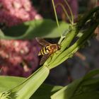 Gemeine Garten-Schwebfliege (Syrphus ribesii) und Blattläuse