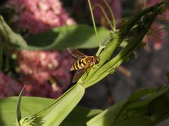 Gemeine Garten-Schwebfliege (Syrphus ribesii) und Blattläuse