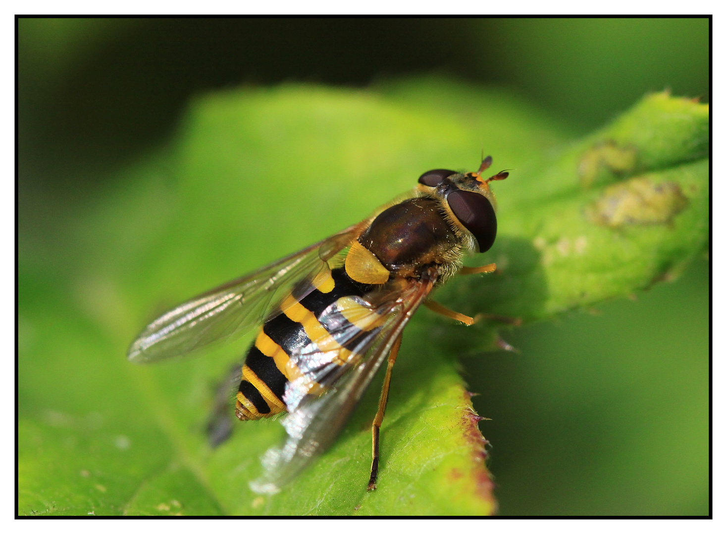 Gemeine Garten-Schwebfliege (Syrphus ribesii) - Weibchen