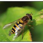 Gemeine Garten-Schwebfliege (Syrphus ribesii) - Weibchen