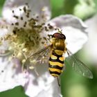 Gemeine Garten-Schwebi