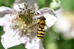 Gemeine Garten-Schwebi