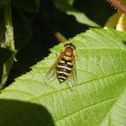 Gemeine Gartenschwebfliege (Syrphus ribesii)