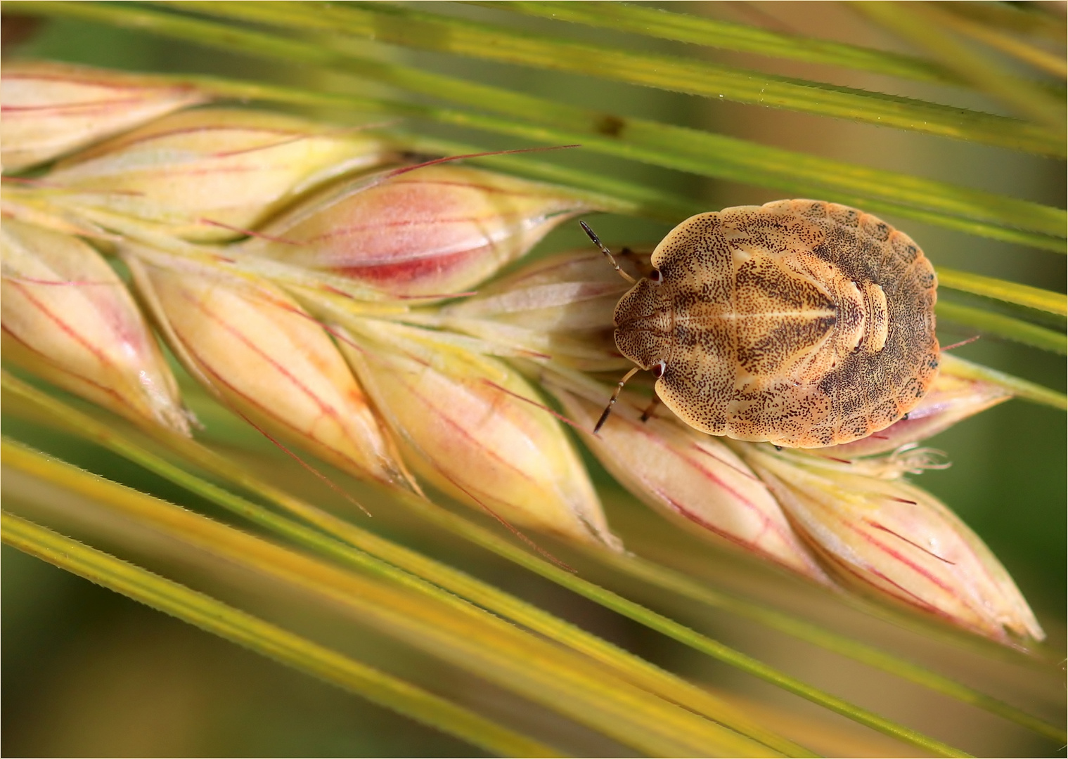 Gemeine Getreidewanze (Eurygaster maura) - Nymphe.