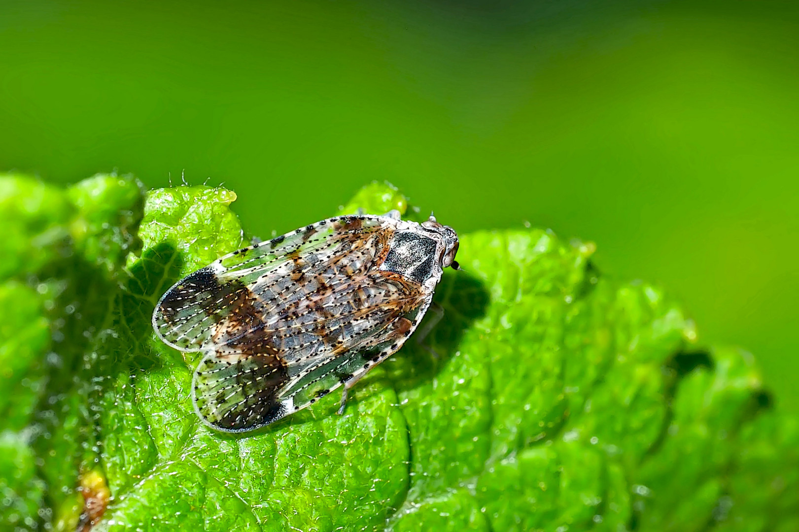 Gemeine Glasflügelzikade (Cixius nervosus) - Un homoptère sauteur.