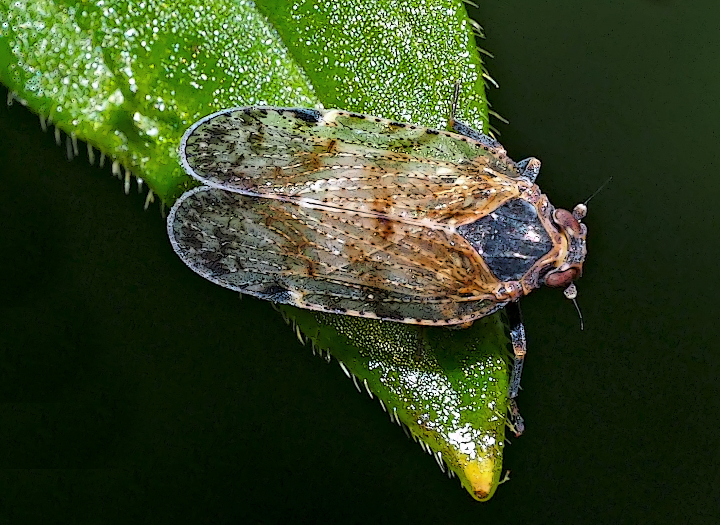 Gemeine Glasflügelzikade (Cixius nervosus) - Un homoptère sauteur.