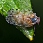 Gemeine Glasflügelzikade (Cixius nervosus) - Un homoptère sauteur.