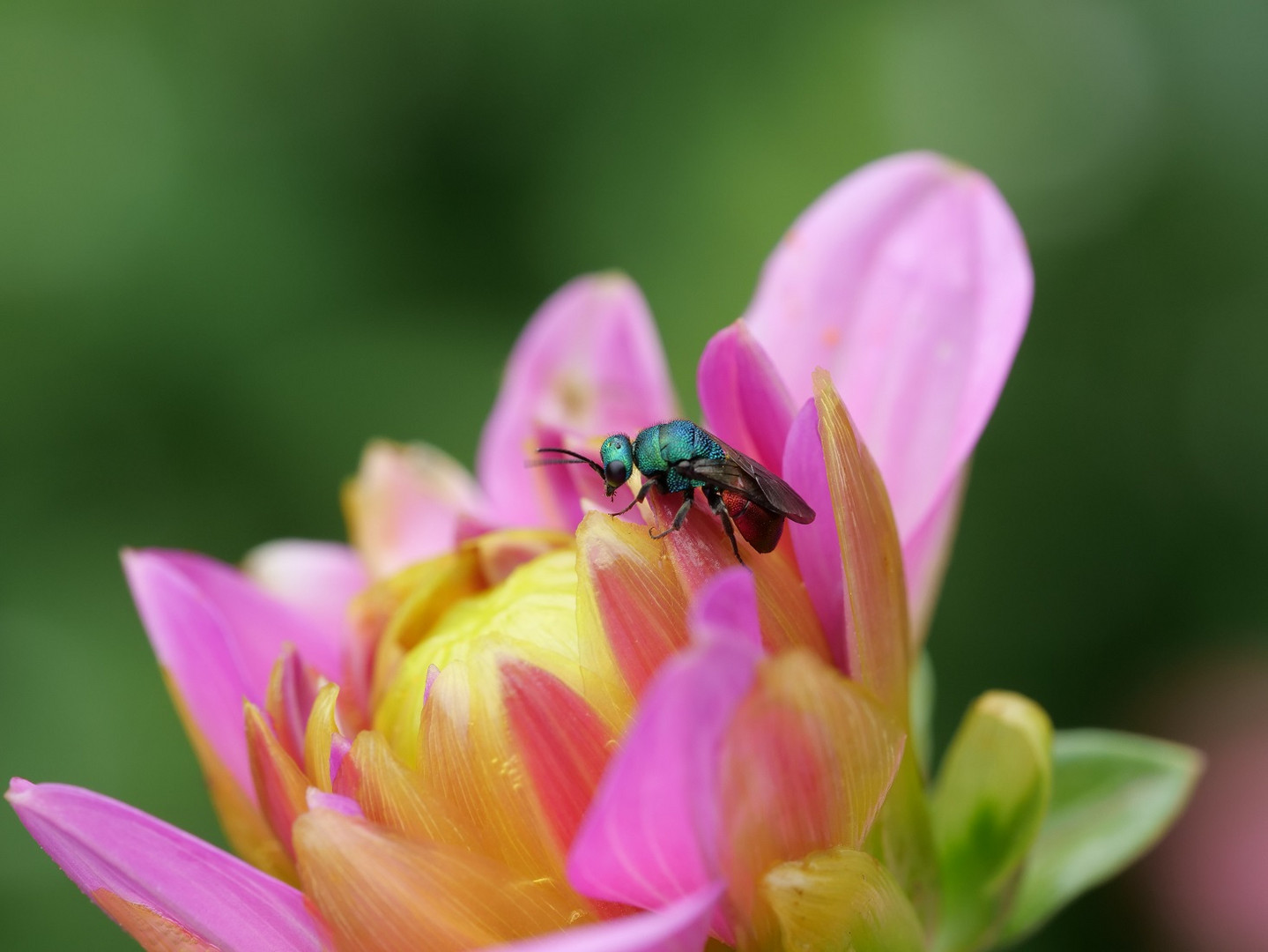 Gemeine Goldwespe auf einer Dahlienblüte