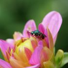 Gemeine Goldwespe auf einer Dahlienblüte