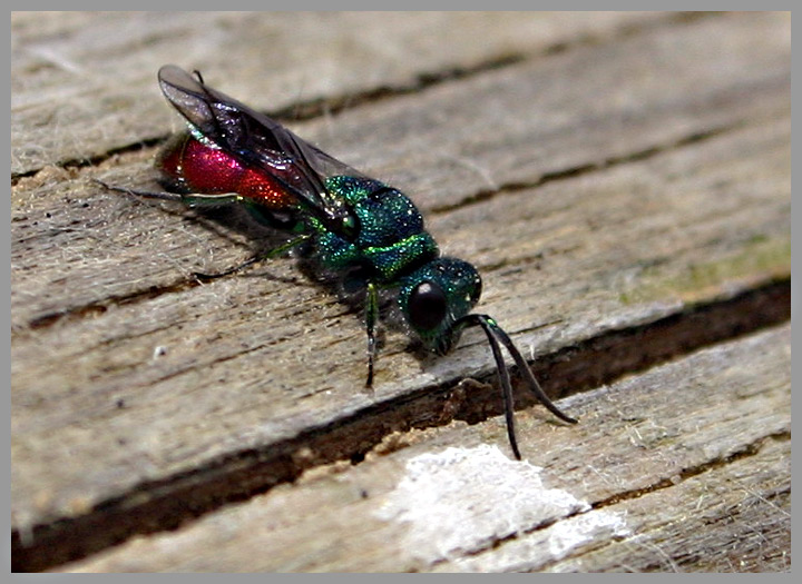 Gemeine Goldwespe (Chrysis ignita)