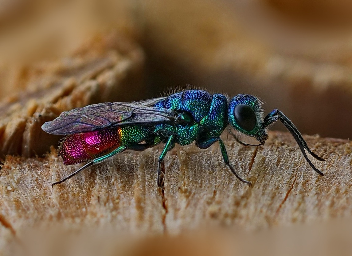 Gemeine Goldwespe (Chrysis ignita)