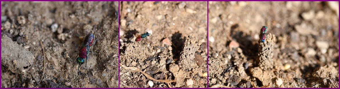 Gemeine Goldwespe (Chrysis ignita)