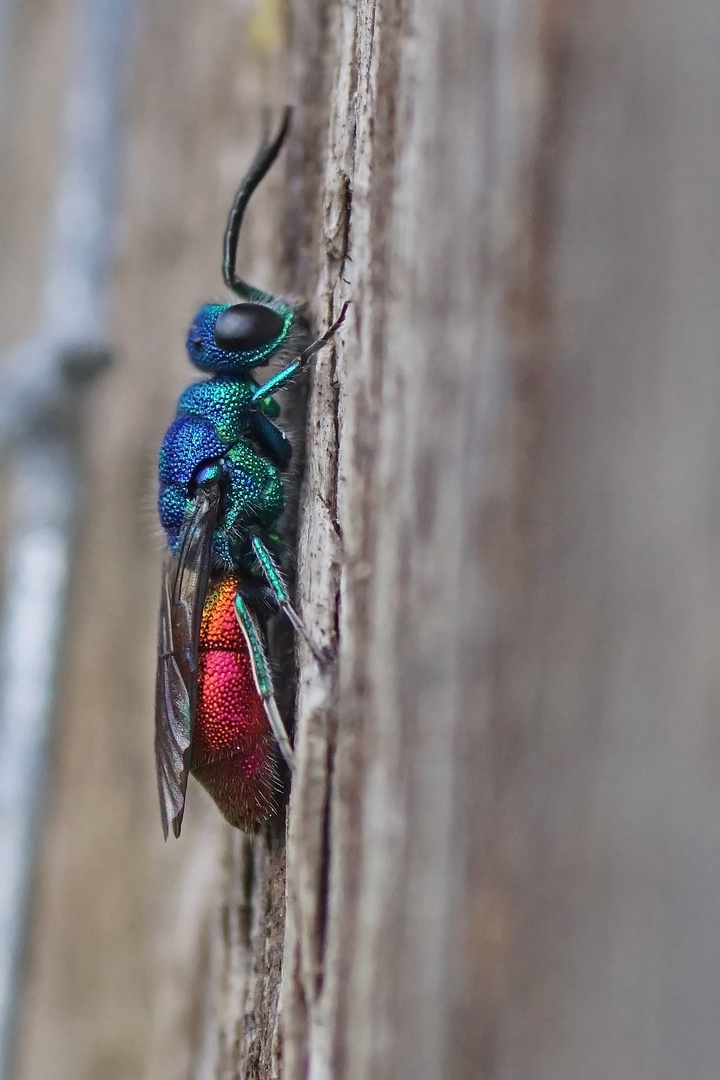 Gemeine Goldwespe (Chrysis ignita)