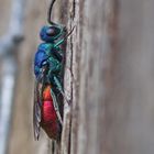 Gemeine Goldwespe (Chrysis ignita)