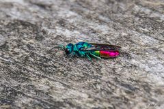 Gemeine Goldwespe (Chrysis ignita)