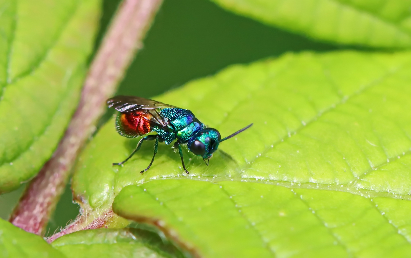 Gemeine Goldwespe - Chrysis ignita