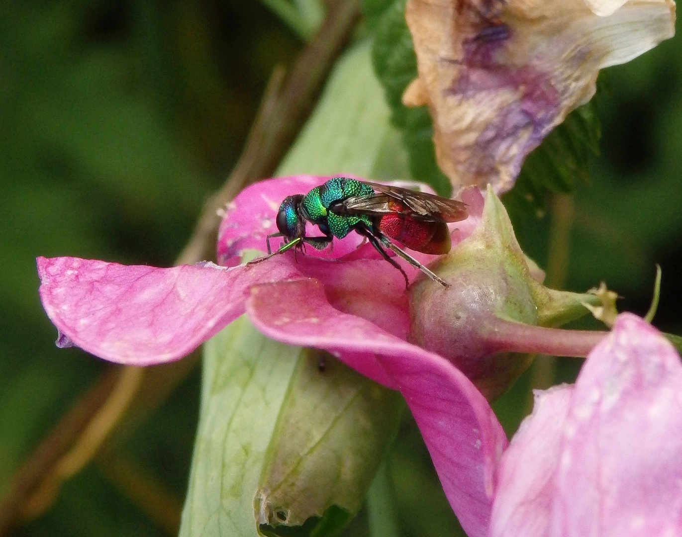 Gemeine Goldwespe (Chrysis ignita)