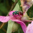 Gemeine Goldwespe (Chrysis ignita)