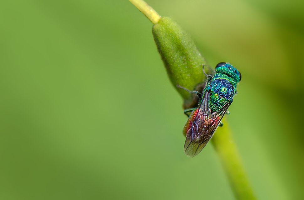 Gemeine Goldwespe (Chrysis ignita)