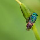 Gemeine Goldwespe (Chrysis ignita)