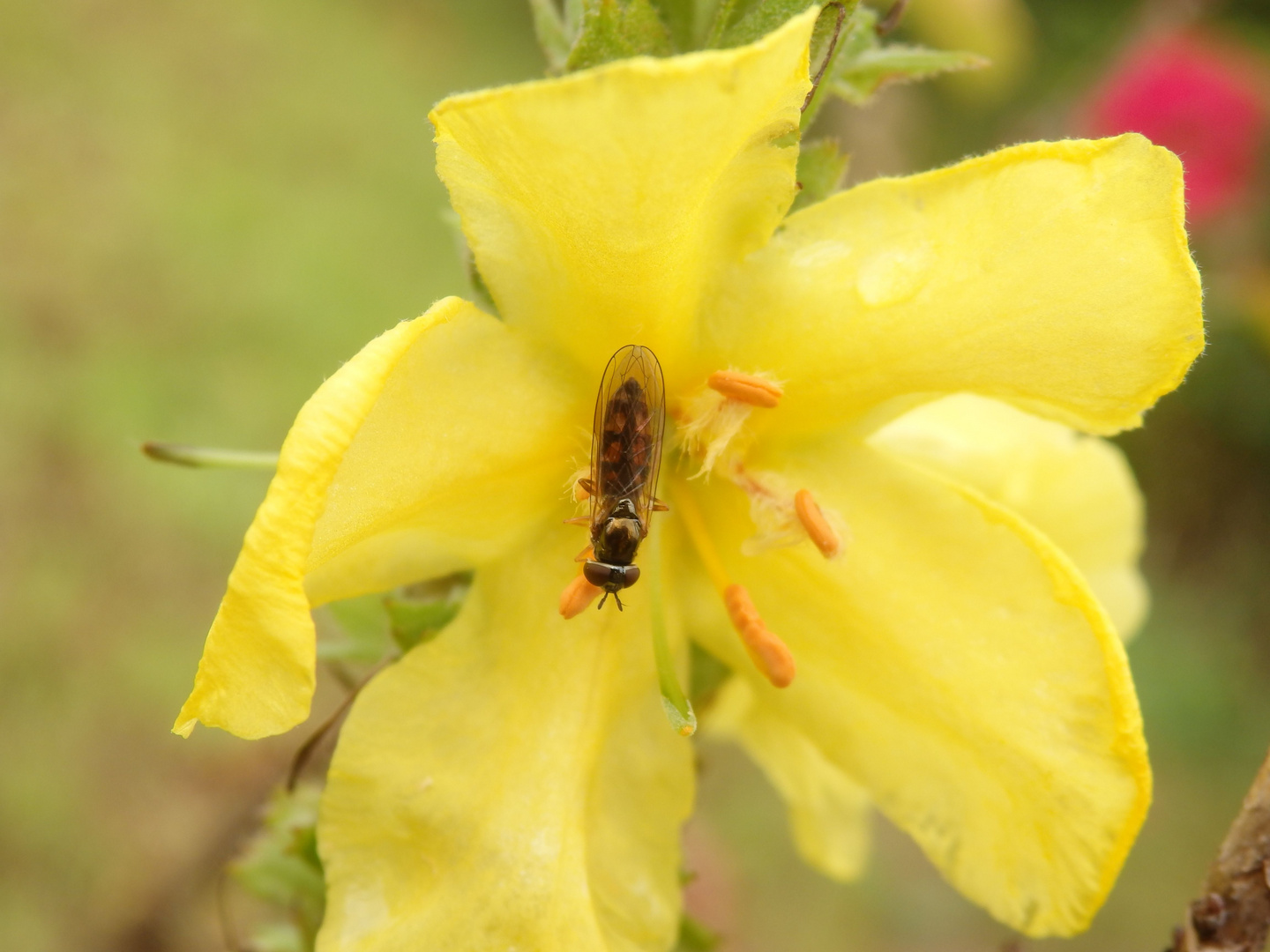 Gemeine Grasschwebfliege (Melanostoma mellinum) auf Königskerze