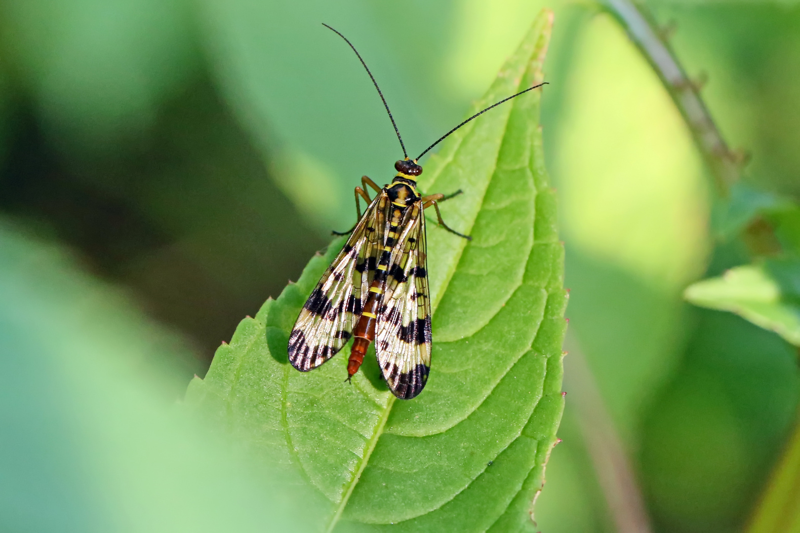 Gemeine Großpunkt-Skorpionsfliege