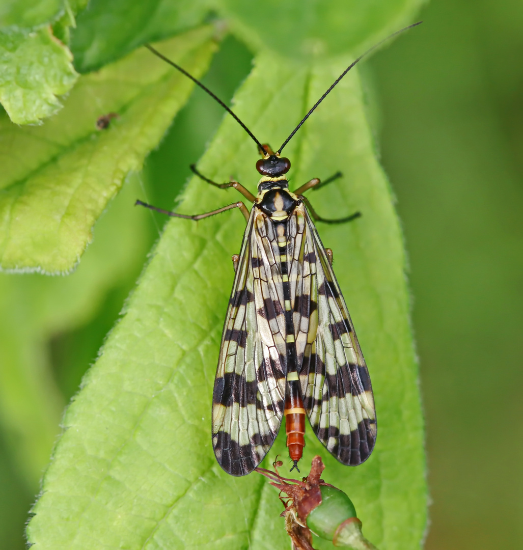 Gemeine Großpunkt-Skorpionsfliege (Panorpa vulgaris)