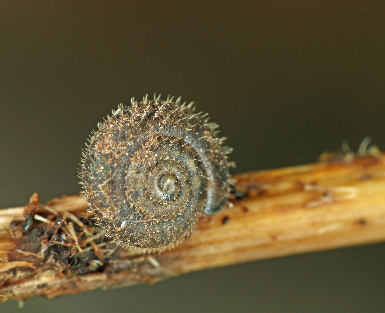 gemeine Haarschnecke