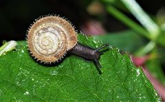 gemeine Haarschnecke