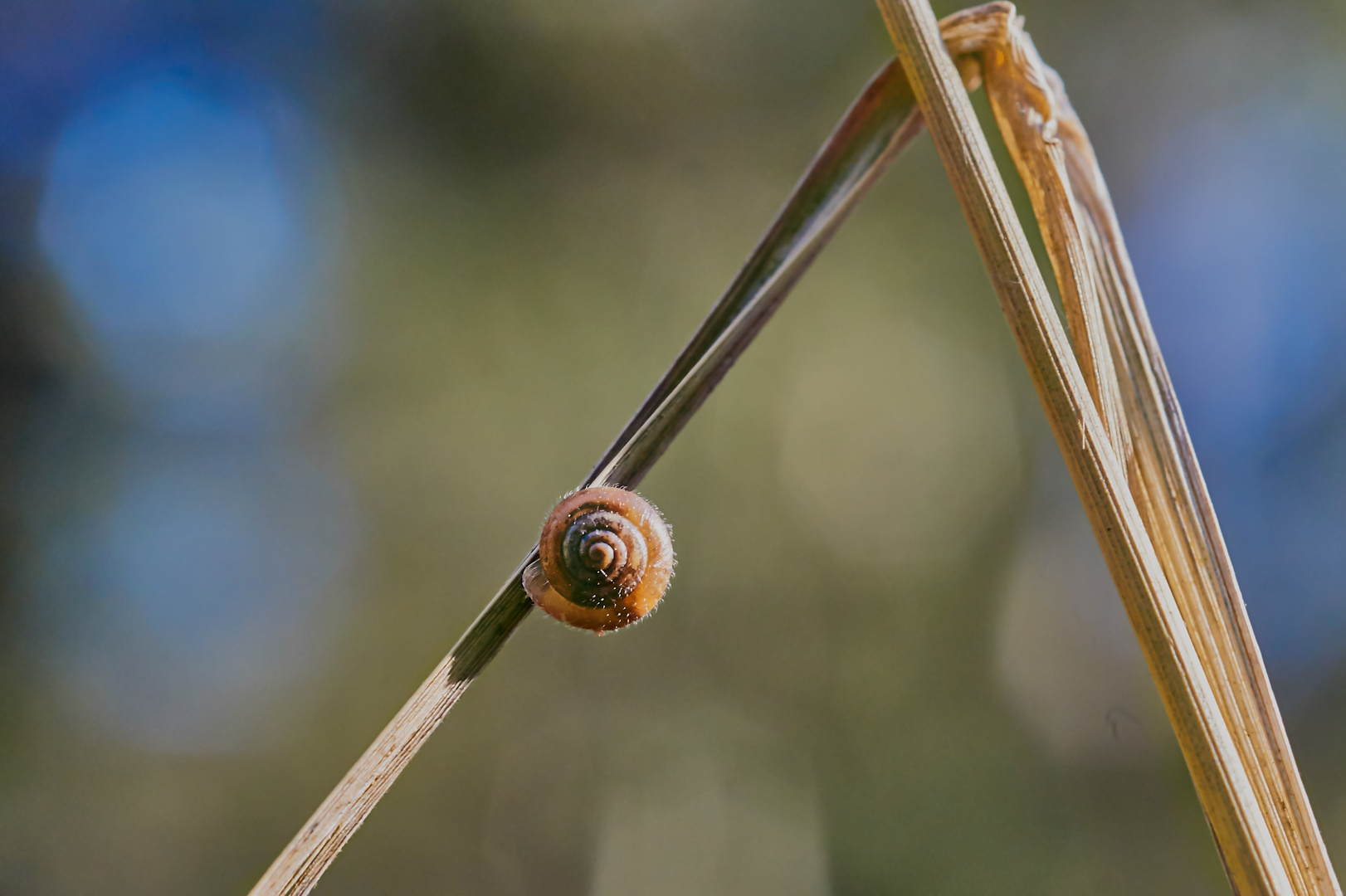 Gemeine Haarschnecke